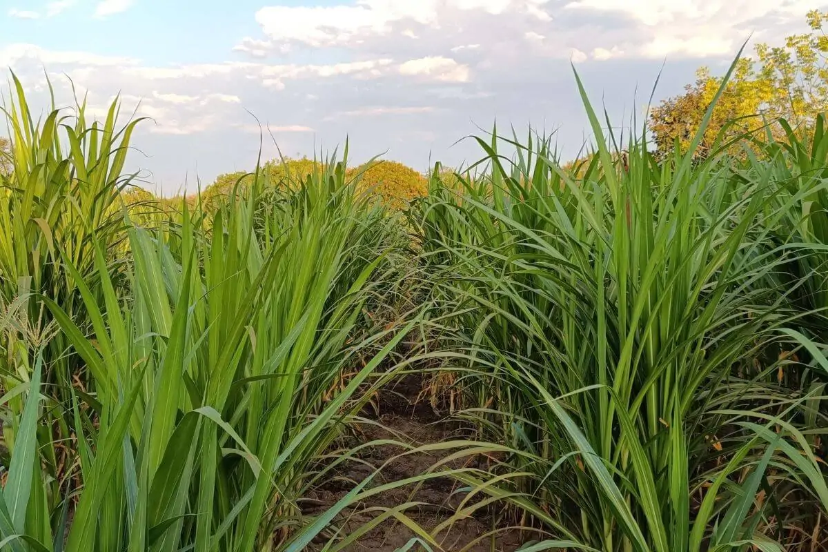 Capim-elefante BRS Capiaçu: Uma Excelente Opção de Volumoso Para Gado De Leite