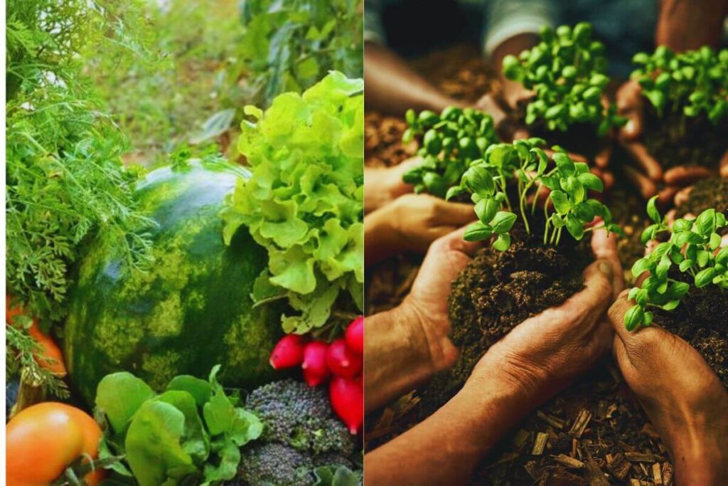 Agricultura Orgânica e Agroecologia