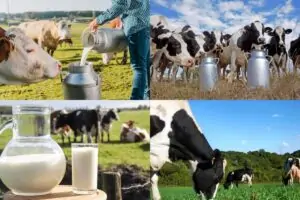 As Melhores Combinações de Volumosos para Gado de Leite: 10 Combinações Perfeitas