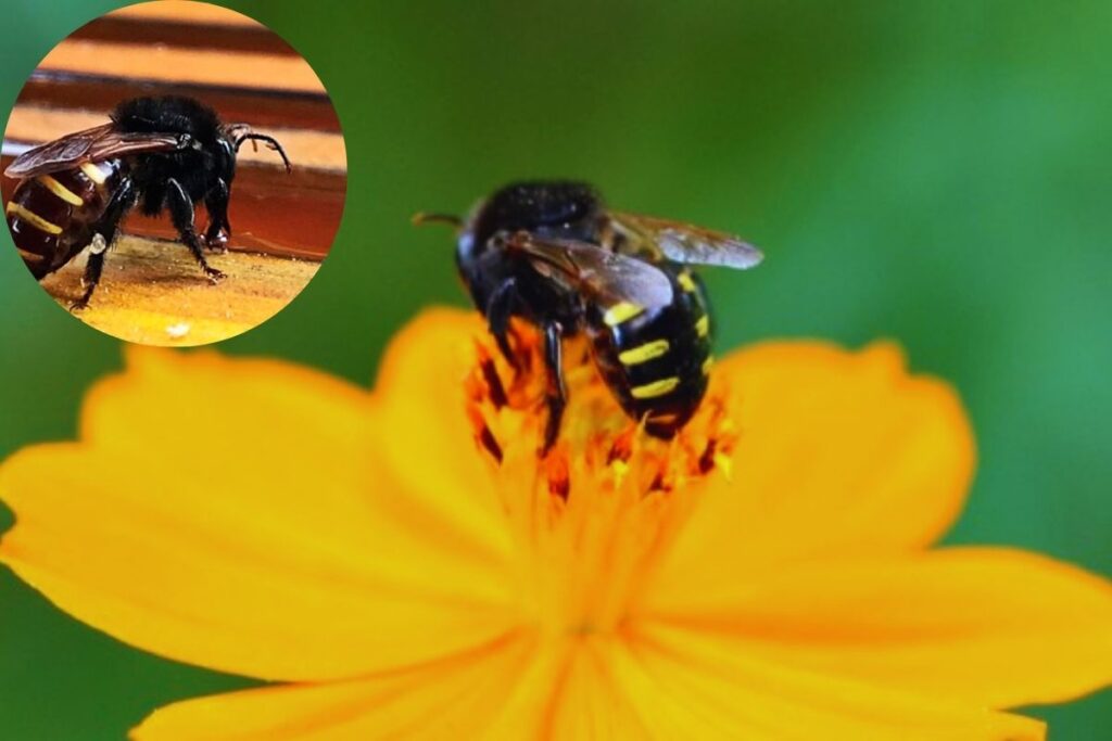 Abelha Mandaçaia: Conheça Tudo Sobre Esta Fascinante Espécie Nativa
