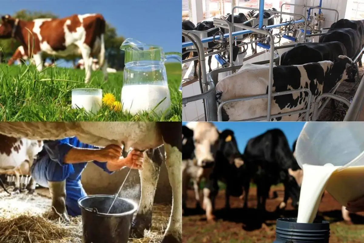 As Melhores Combinações de Volumosos para Gado de Leite: 10 Combinações Perfeitas