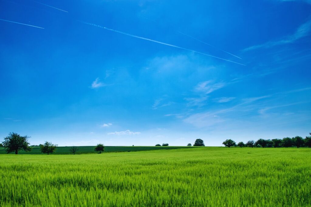 Guia de Capins para Pecuária: Aumente a Produtividade e Qualidade do Seu Gado