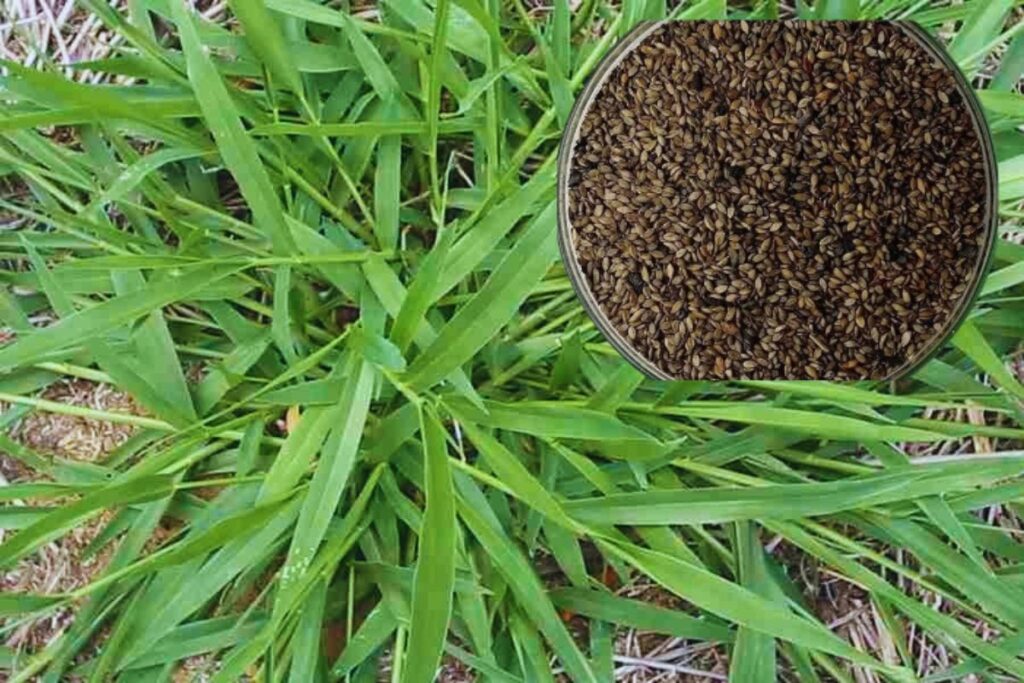 Brachiaria Decumbens
