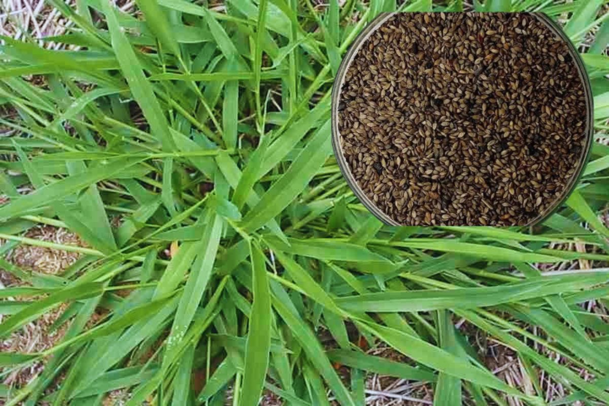 Brachiaria Decumbens