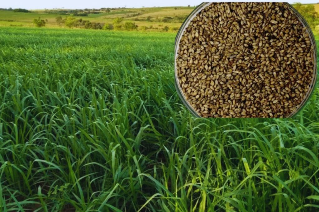 Capim Marandu: Tudo o Que Você Precisa Saber