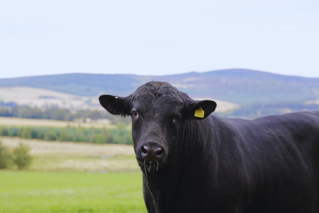 Boi Angus no Brasil: Uma Análise Profunda de História, Qualidade e Lucratividade