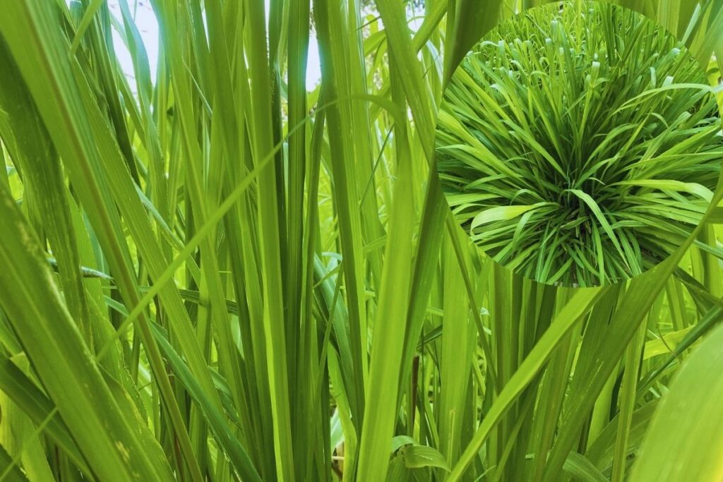 Capim Napier: A Forrageira Versátil para a Pecuária Moderna