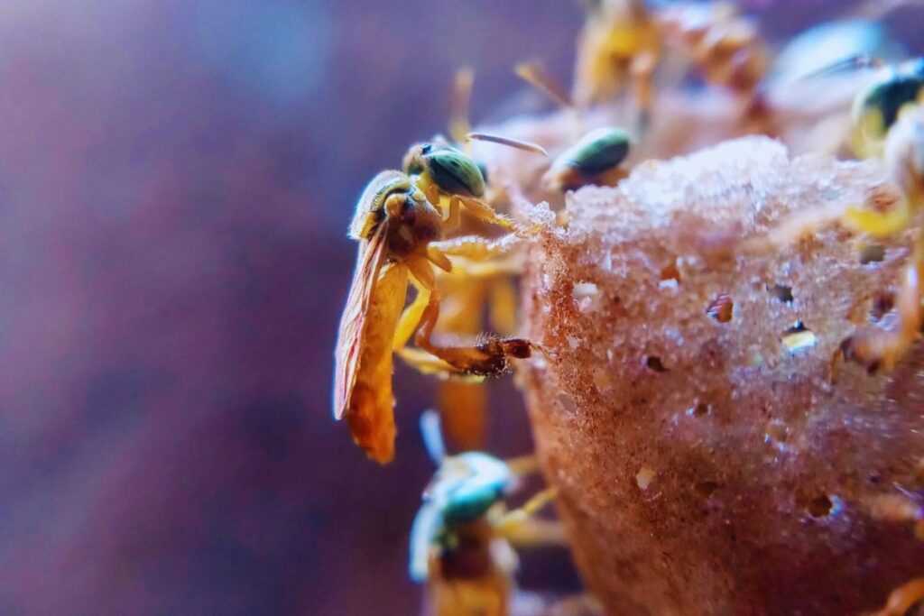 Espécies de Abelha sem Ferrão: Descubra as Mais Fascinantes