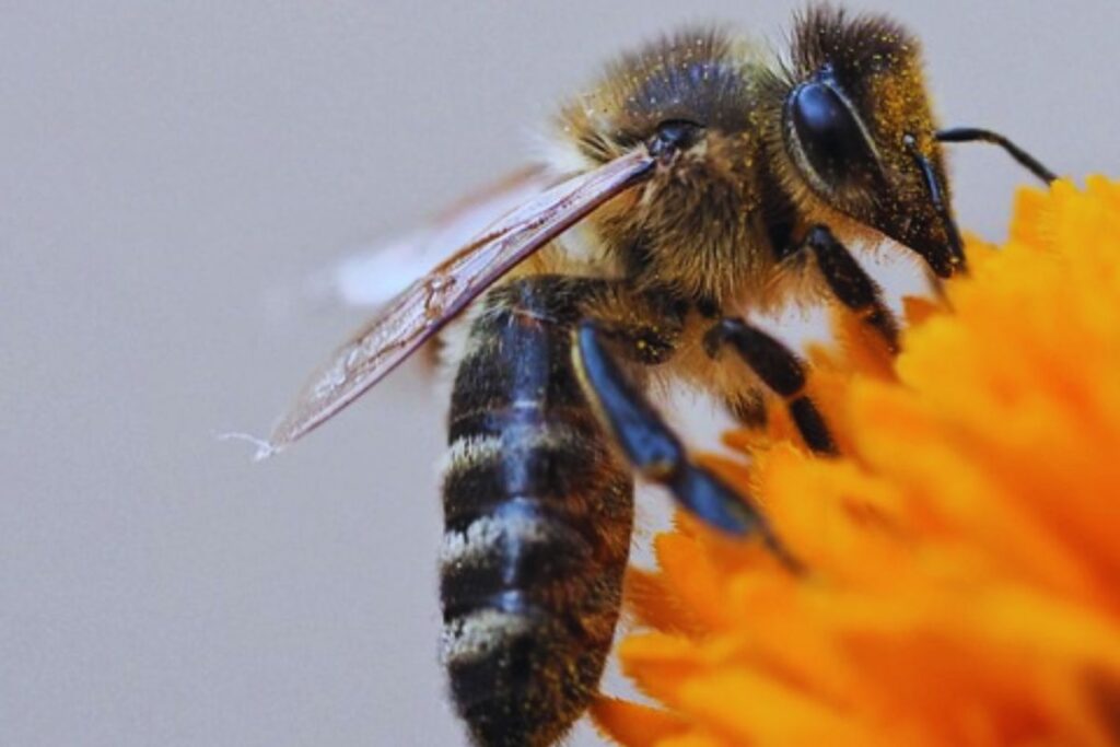 Melipona scutellaris (Uruçu)