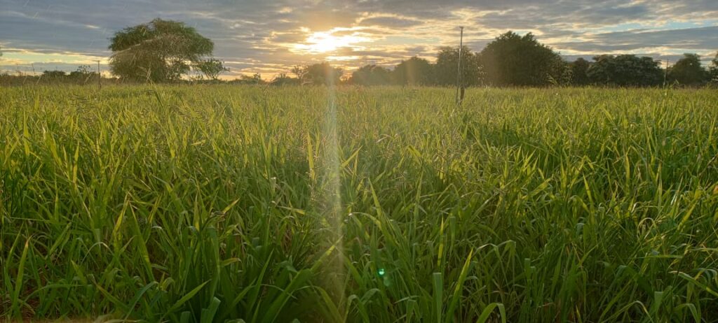 Dunamis: A Revolução Híbrida das Brachiárias