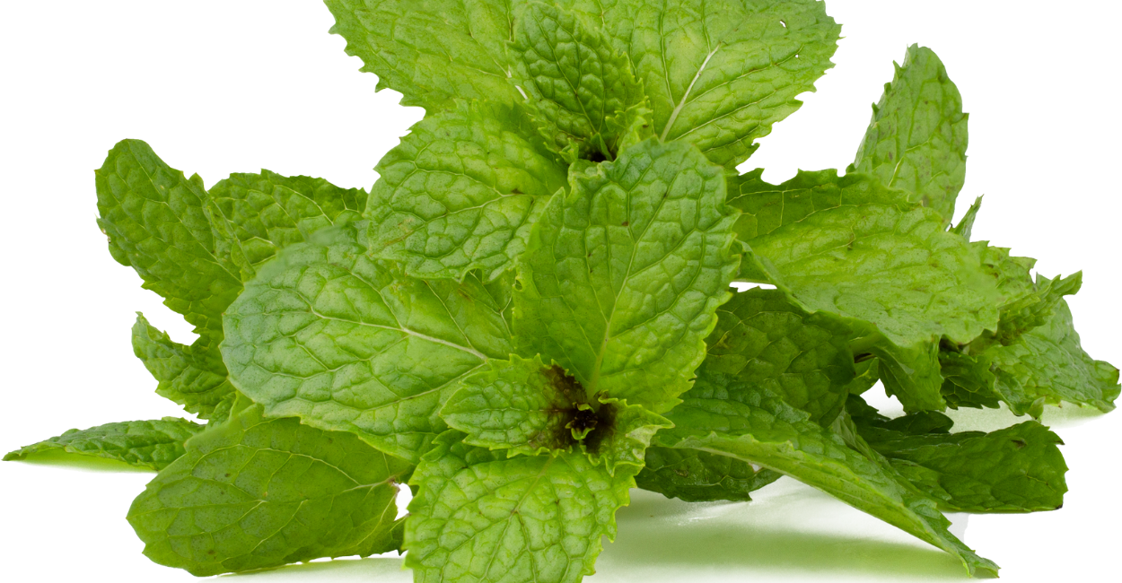 Descubra os benefícios do chá de hortelã, suas propriedades medicinais, como prepará-lo e muito mais. Veja tudo sobre essa planta poderosa!