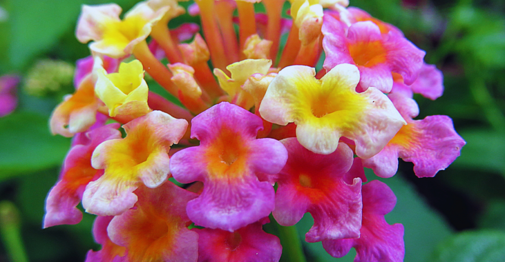 Por Que a Lantana Rasteira Está Se Tornando a Favorita entre Jardineiros?