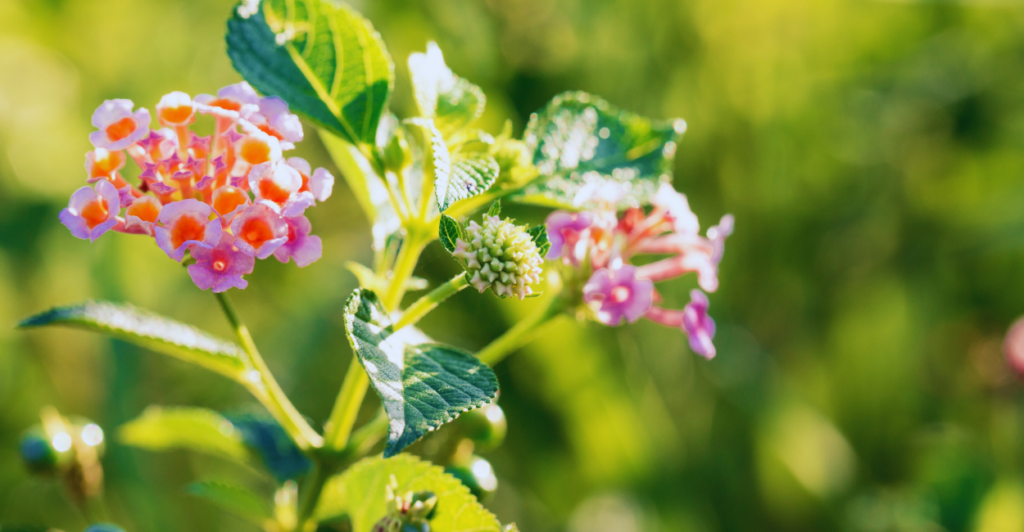 Por Que a Lantana Rasteira Está Se Tornando a Favorita entre Jardineiros?