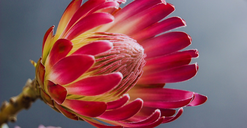 Descubra por que a flor de protea se tornou essencial nos casamentos luxuosos e como seu preço reflete exclusividade. Saiba mais!
