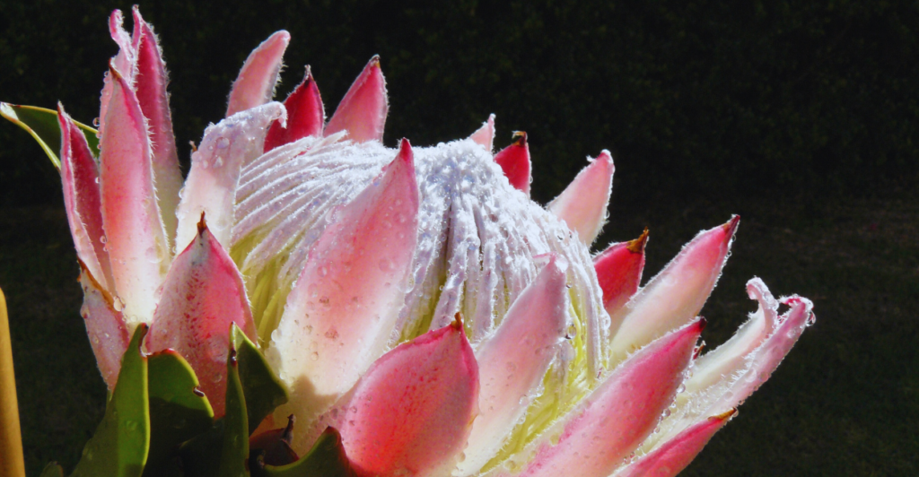 Descubra por que a flor de protea se tornou essencial nos casamentos luxuosos e como seu preço reflete exclusividade. Saiba mais!