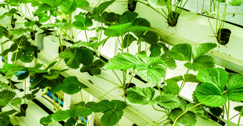 O Segredo da Agricultura Vertical Que Faz Pequenos Produtores Lucrar Mais