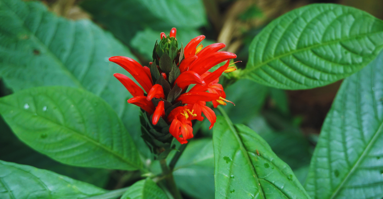 Descubra o segredo surpreendente da flor de origem e seus usos pouco conhecidos! Clique e veja como ela pode transformar sua vida!