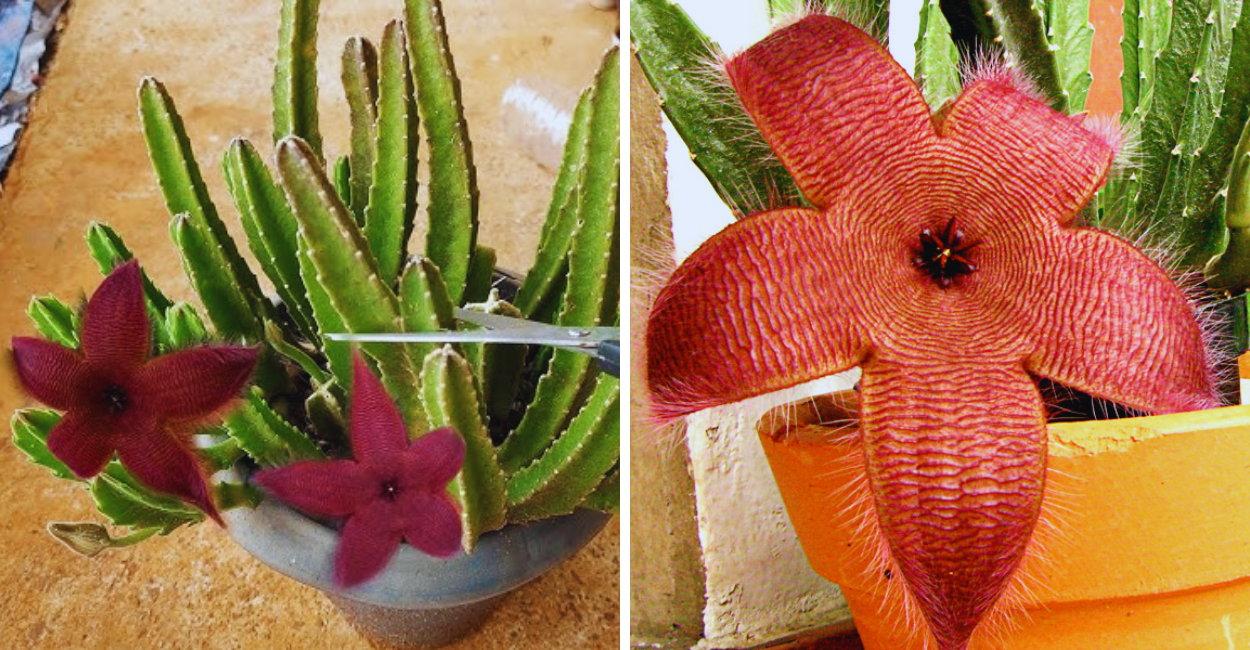 Você Teria Essa Flor em Casa? Conheça a Temida Cacto Estrela