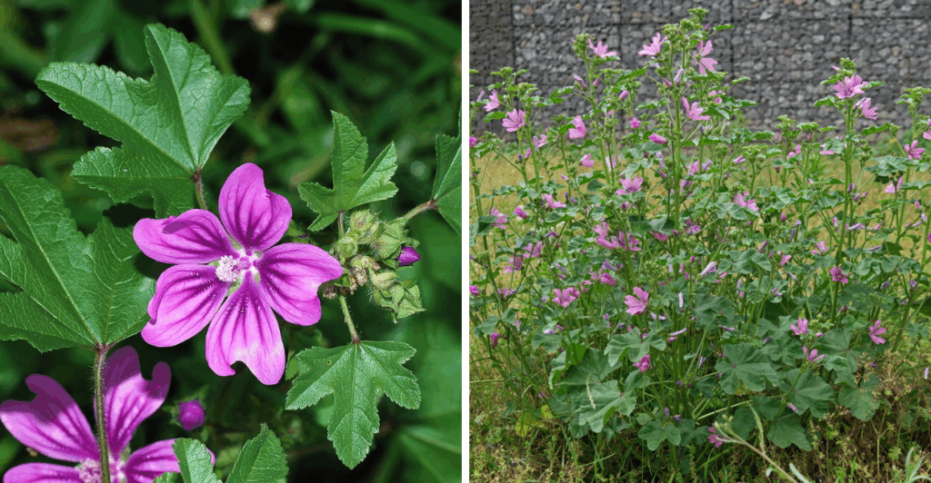 5 Benefícios Ocultos da Malva (Malva sylvestre) Que Você Precisa Conhecer Agora
