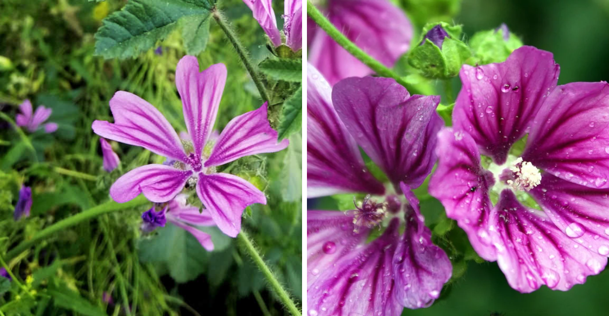 Descubra a flor natural que combate inflamações sem efeitos colaterais! Veja como a Flor da Malva pode transformar sua saúde. Clique e conheça!