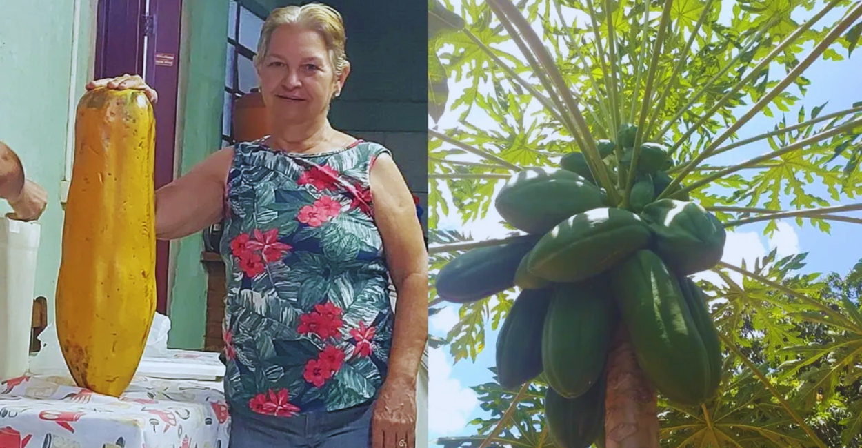 um Mamão Gigante de Quase 1 Metro e 12 kg