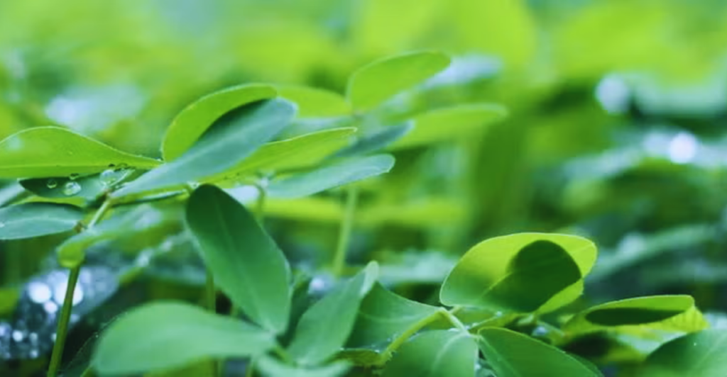 Arruda: o que é, como cuidar e cultivar em casa com sucesso