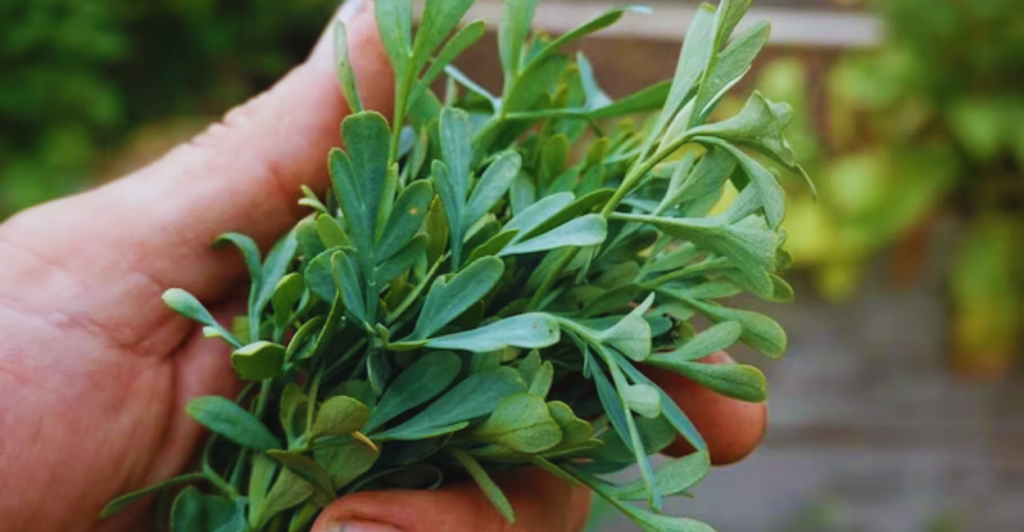 Arruda: o que é, como cuidar e cultivar em casa com sucesso