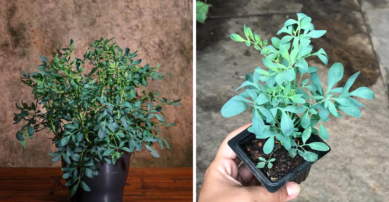 Arruda: o que é, como cuidar e cultivar em casa com sucesso