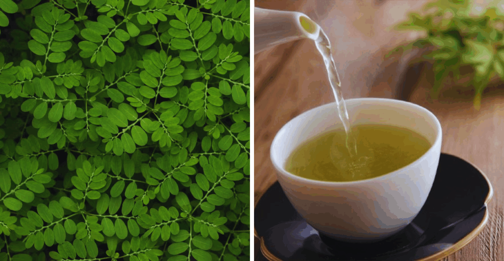 O que acontece se você tomar chá de quebra-pedra por muito tempo?