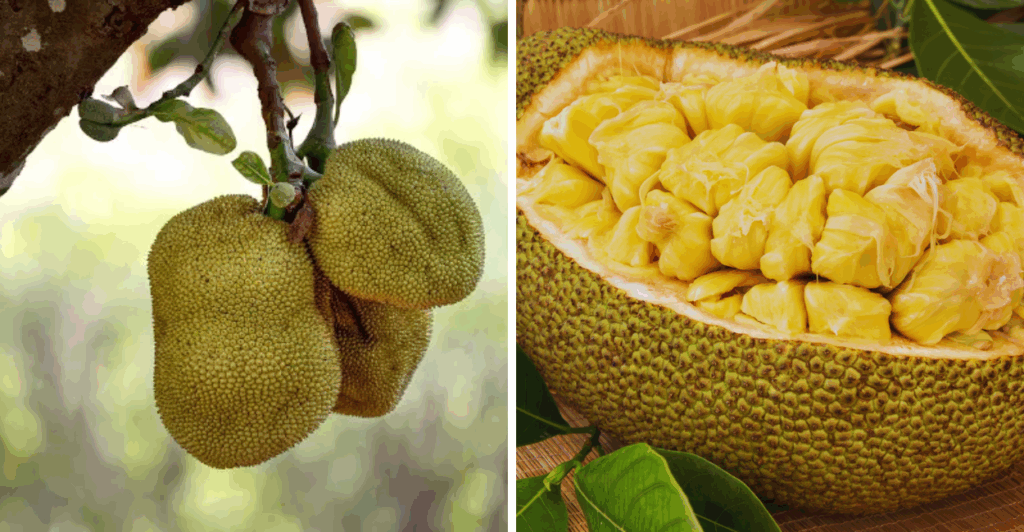 Você nunca mais vai olhar para uma jaca do mesmo jeito