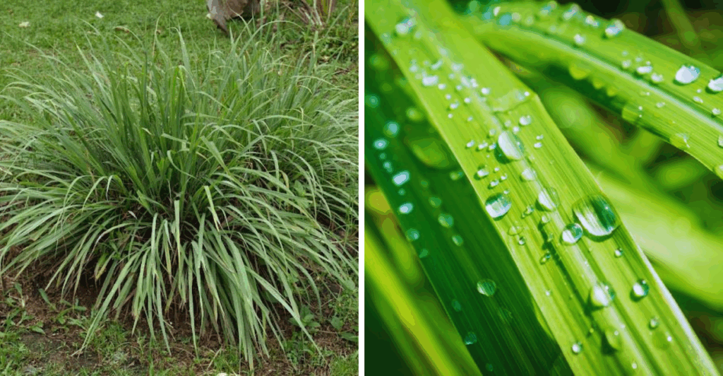 Descubra os efeitos surpreendentes do capim-cidreira para dormir e como usá-lo corretamente. Veja como melhorar seu sono de forma natural!