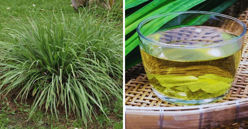 Descubra os efeitos surpreendentes do capim-cidreira para dormir e como usá-lo corretamente. Veja como melhorar seu sono de forma natural!