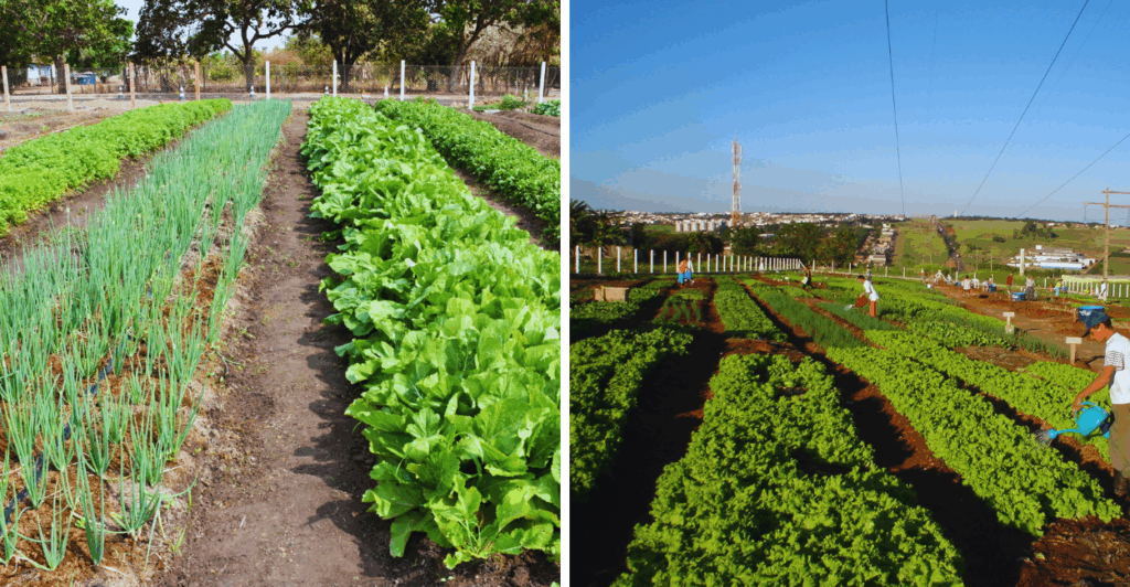 Transforme espaços ociosos em uma horta comunitária. Saiba como fazer, seus benefícios e como gerar renda!