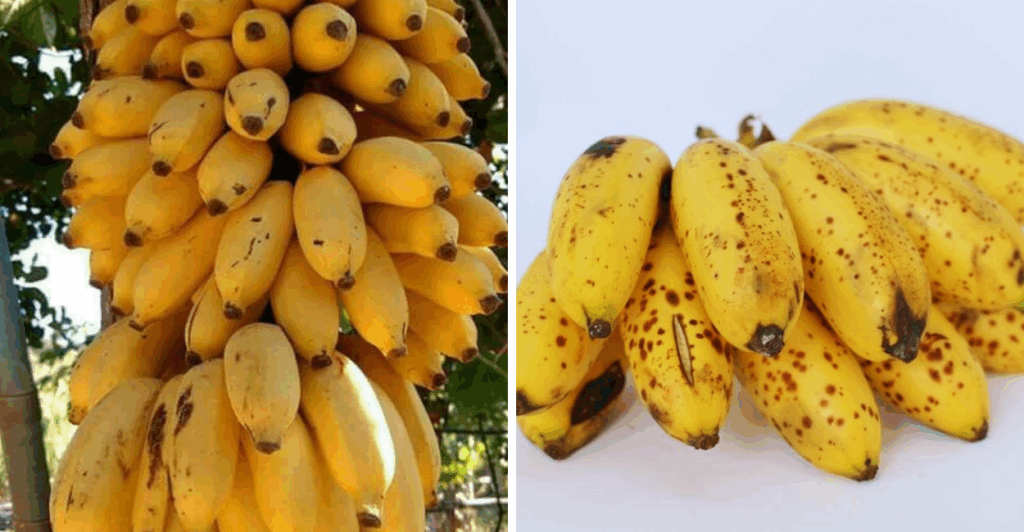 Aprenda tudo sobre a banana maça: benefícios, receitas e formas criativas de ganhar dinheiro com essa fruta deliciosa.