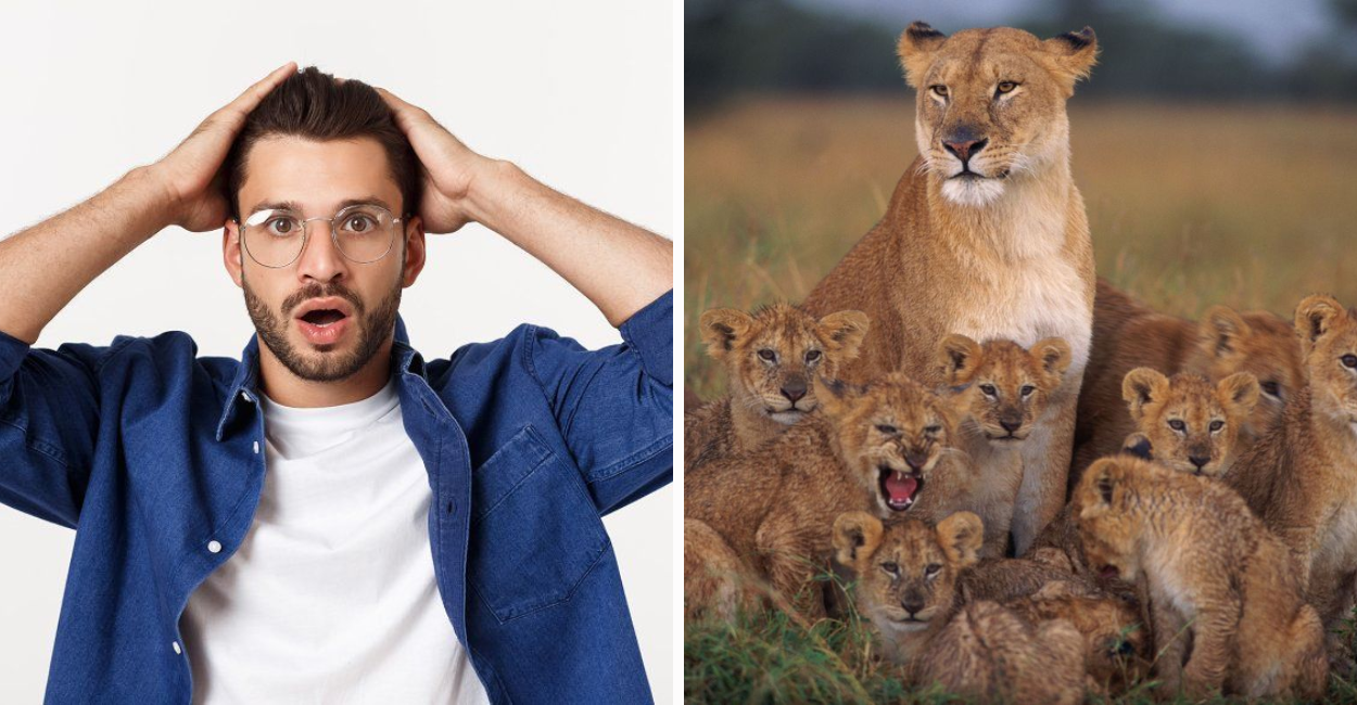 Descubra os 10 animais com atitudes tão humanas que vão mexer com sua visão do reino animal. Prepare-se para se surpreender!