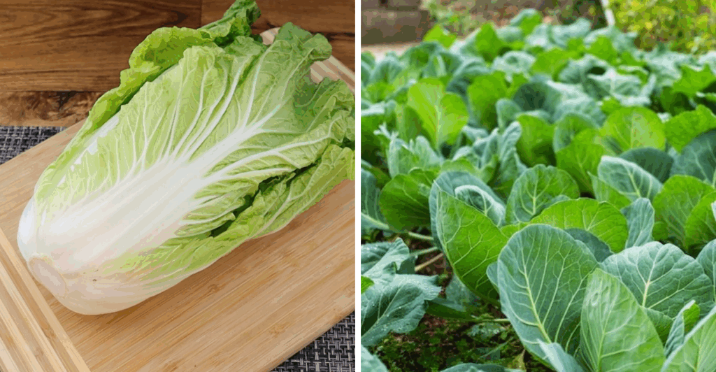 Rica em nutrientes e fácil de cultivar, a acelga pode transformar sua alimentação e gerar renda na pequena produção.