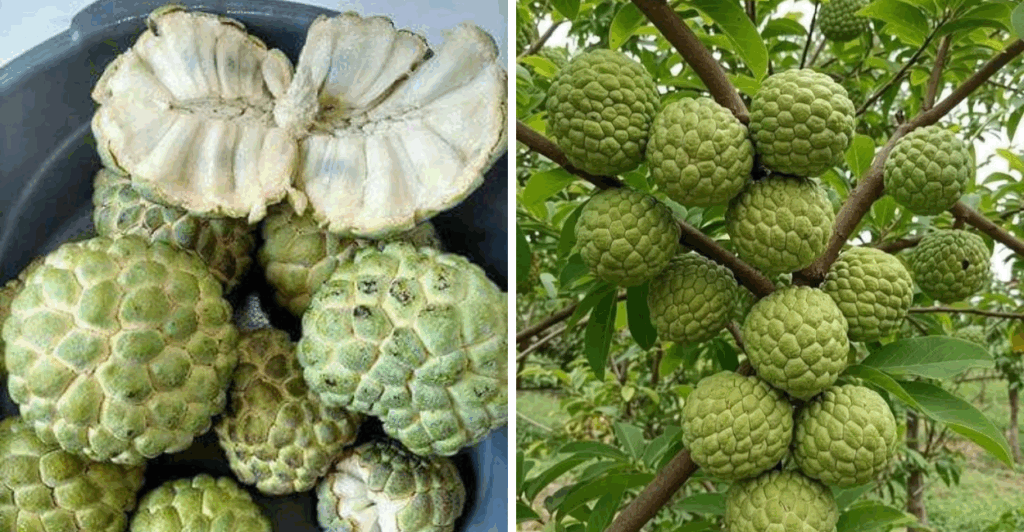 O que é a fruta-do-conde?