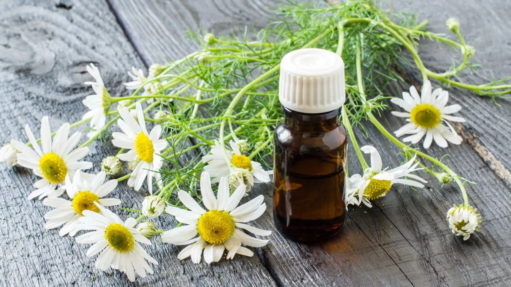 Descubra os melhores chás noturnos para dormir melhor e entenda como cada um atua no corpo, comprovado pela ciência moderna.