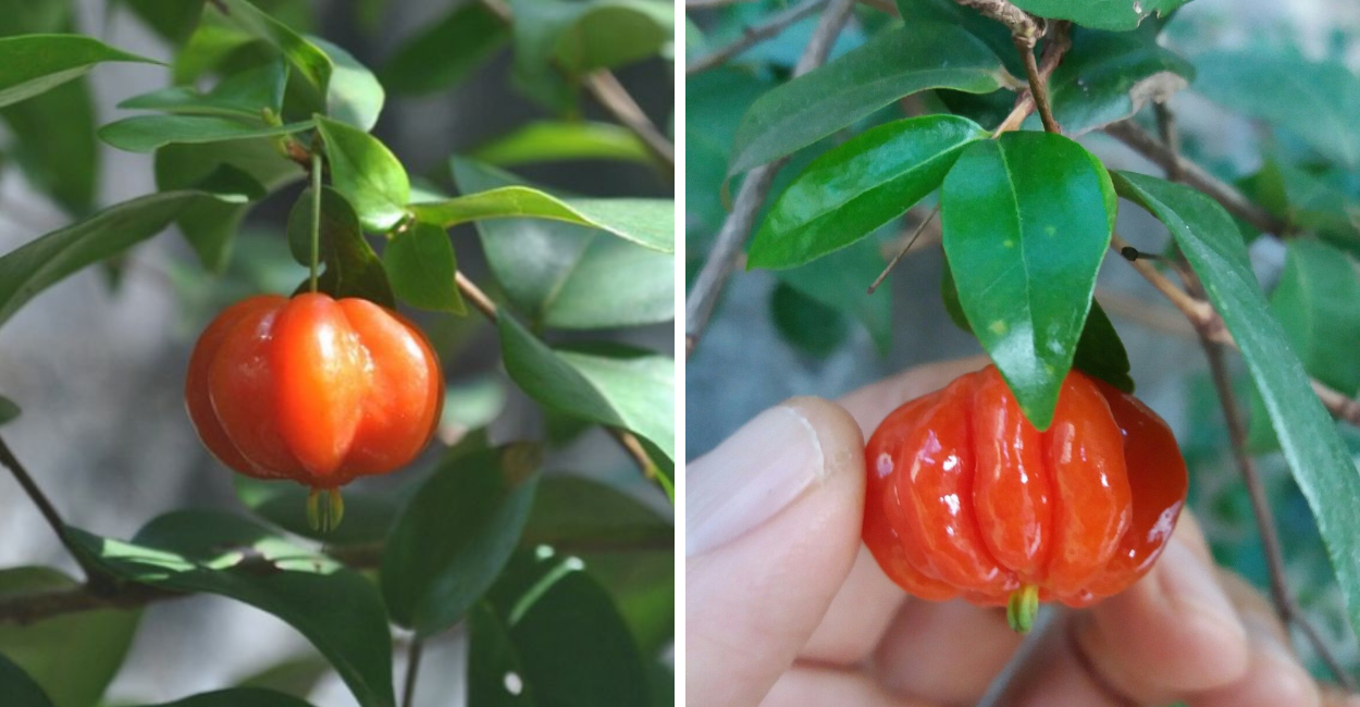 Descubra os incríveis benefícios do chá da folha de pitanga para saúde, energia e bem-estar de forma natural.