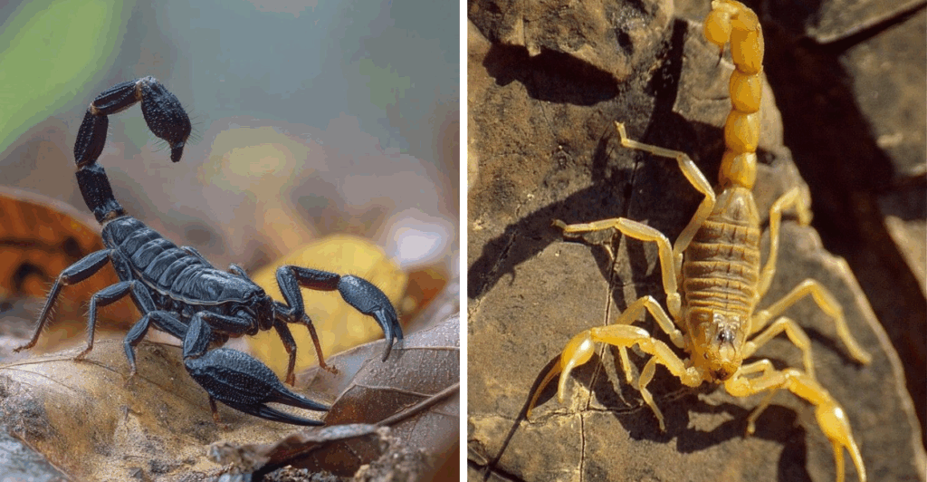 Aprenda métodos eficazes e naturais para afastar escorpiões da sua casa, sem venenos e sem riscos à saúde.