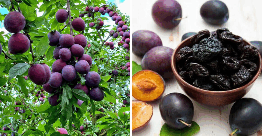 Ameixa Preta: O Segredo Natural para uma Vida Mais Saudável e Equilibrada