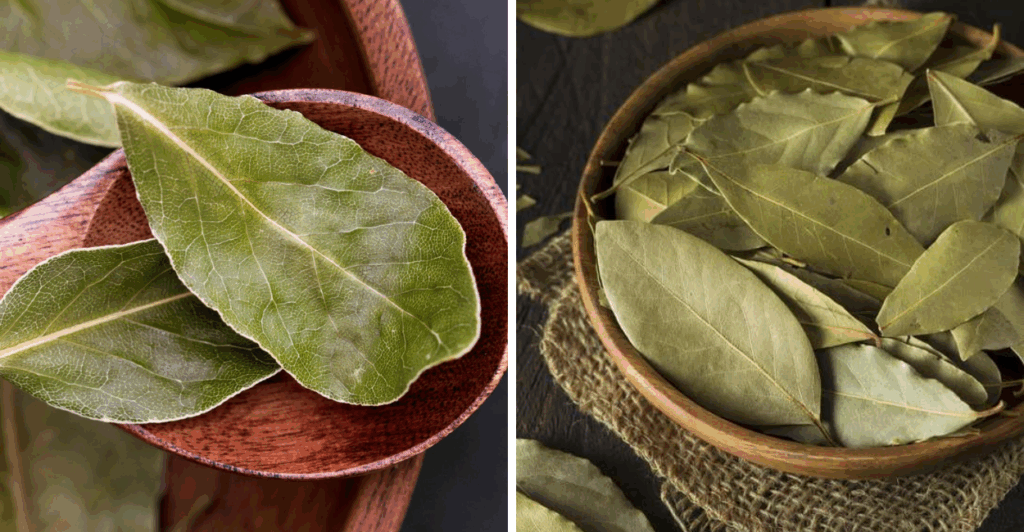 Aprenda como uma única folha natural pode afastar ratos e baratas com segurança, eficácia e baixo custo. Guia completo e passo a passo. folha de louro