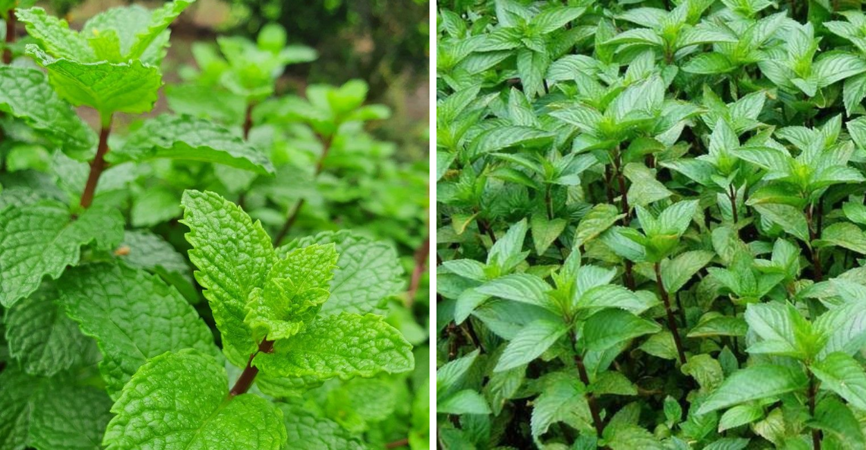 Descubra os benefícios da hortelã-pimenta, como usar, efeitos no fígado, digestão e saúde geral, com guia completo e detalhado.