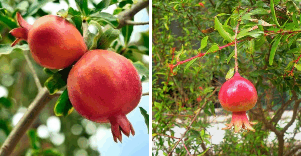 Descubra os segredos e benefícios da romã: um fruto milenar repleto de sabor, história e propriedades incríveis para sua saúde.