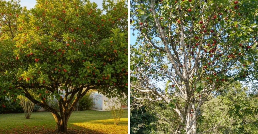 Árvore resistente, ornamental e com frutos doces. Veja como cultivar e manter uma floração que se repete ao longo do ano. pitangueira 